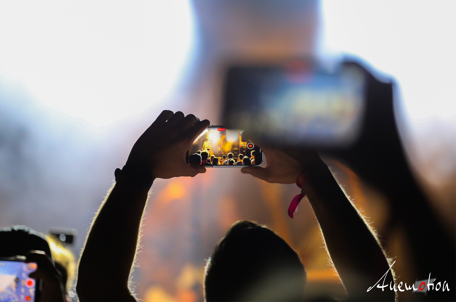 Elephants Falling 2024